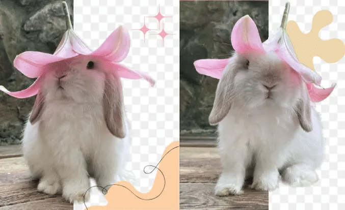 Image 1 of The Fastest Way to Perfect Your Images: AI Background Removal and Upscaling