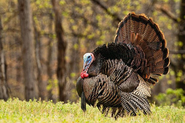 Researchers Use Drones, AI Tools to Study Turkey Behavior