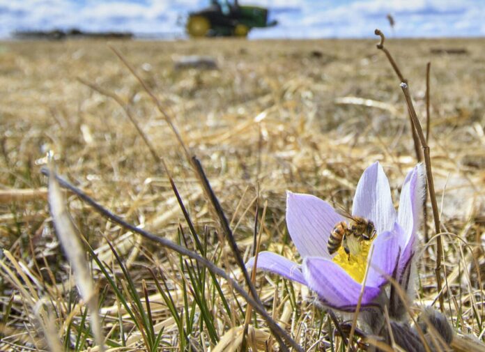 AI app promises Prairie farmers better insect scouting