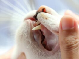 New AI-powered feline dental radiograph tool and more launched