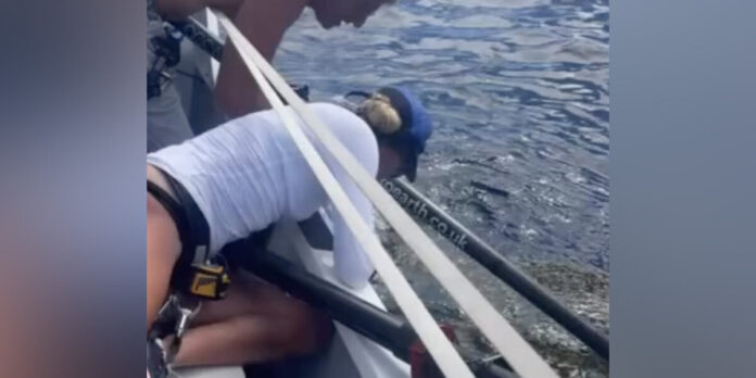 Rowers Crossing Atlantic Ocean Stop Mid-Journey To Save Animal's Life