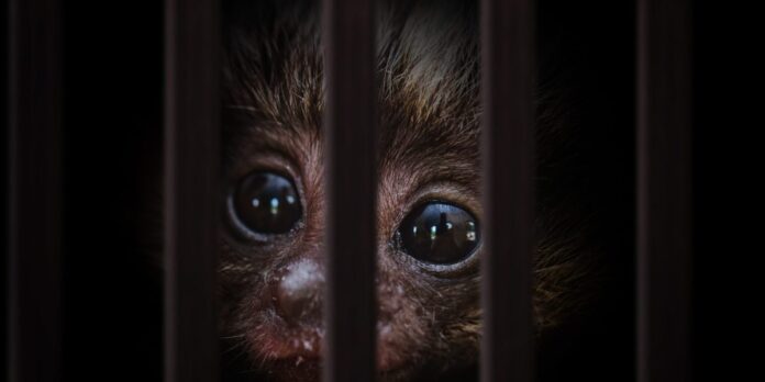 One way AI won't ruin the world: tools to crack down on the $23 billion animal trafficking trade