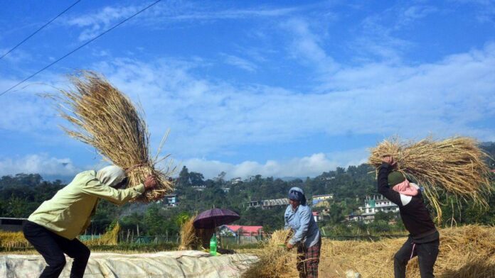 How farmer IDs and AI-powered tools are boosting agricultural efficiency