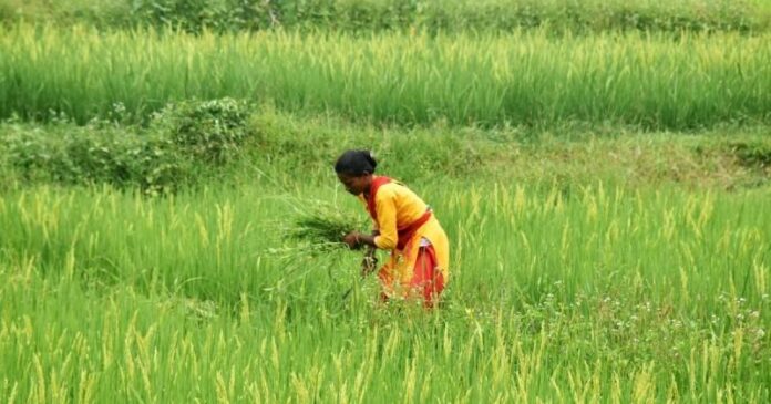 The quiet momentum: AI tools are actively supporting India's village farmers to improve yields and incomes