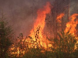 LSU professor, researchers create AI tool that can predict wildfires