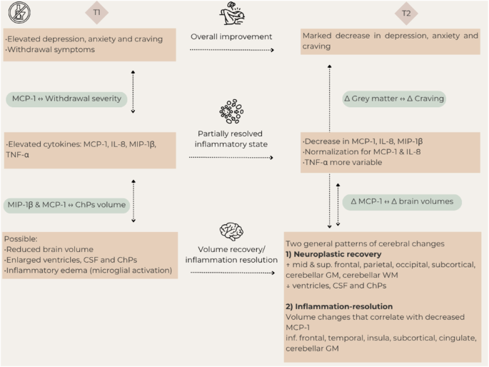 Early abstinence in severe alcohol use disorder: MCP-1 decline, choroid plexus shrinkage, and region-specific grey-matter volume changes