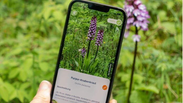 Couldn't identify that plant? These AI tools are to help!
