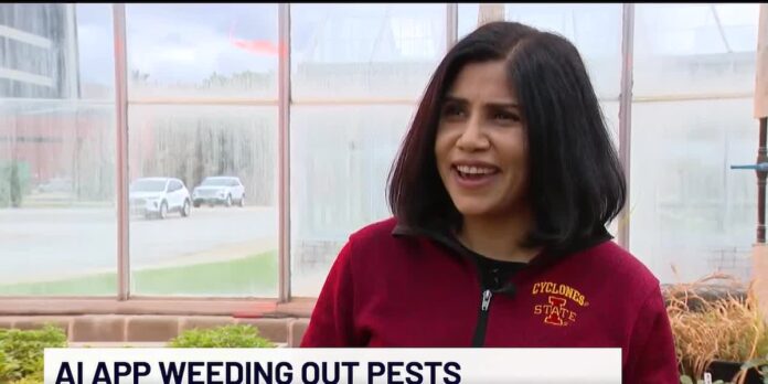 New AI app to help weed out pests - KTTC